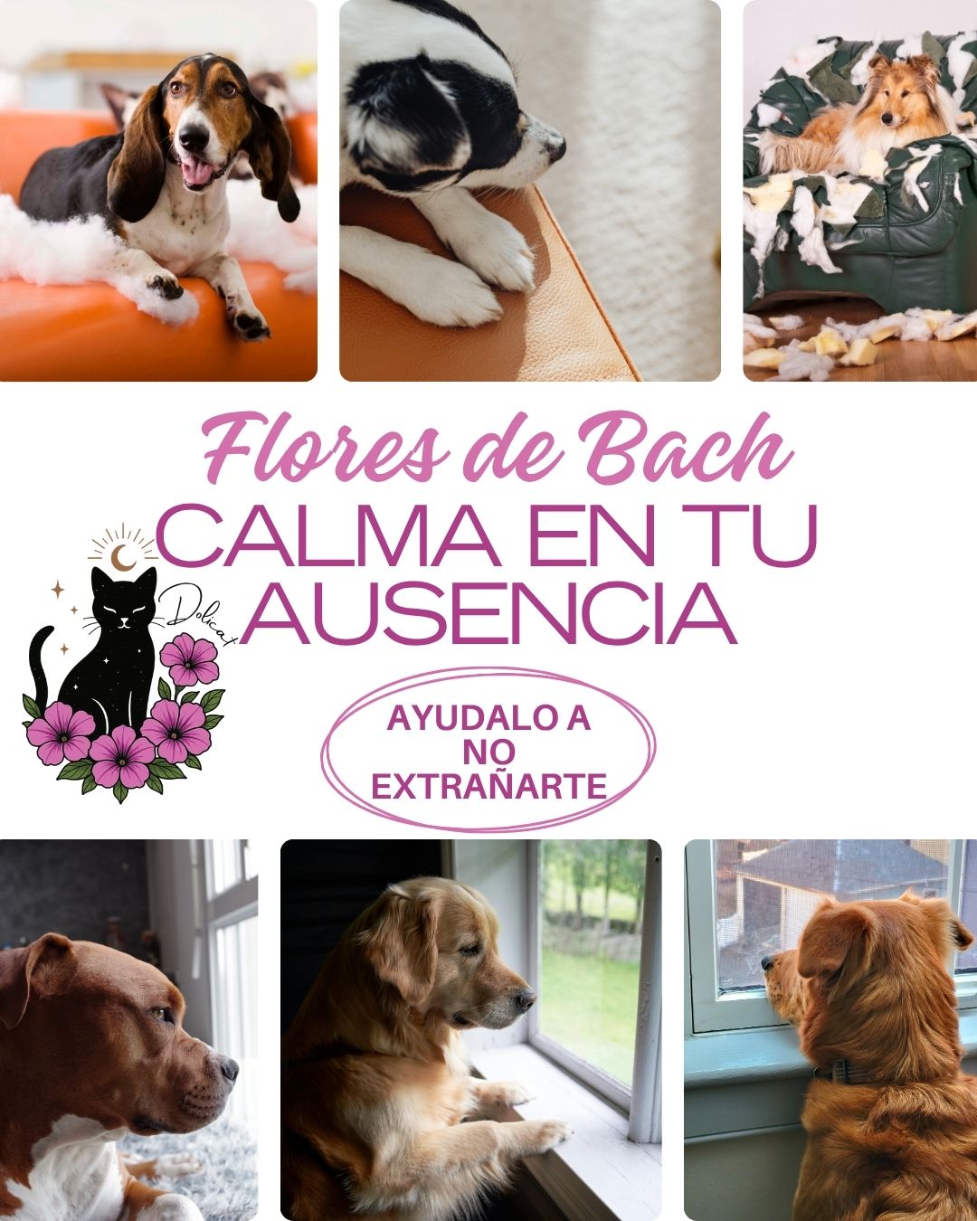 Ansiedad por separación Canina