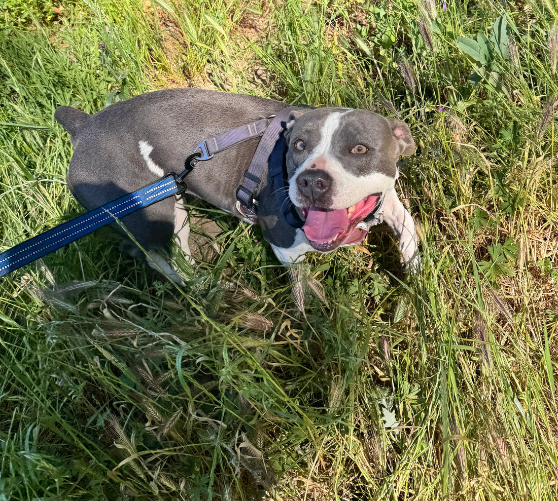 🐾✨ La experiencia de Estela