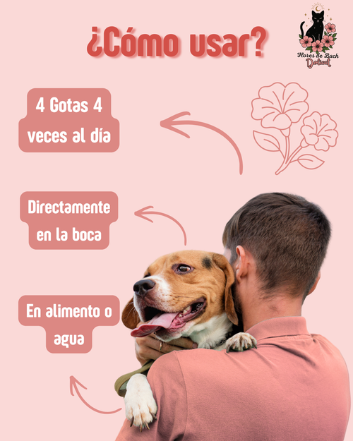 Flores de Bach Vínculo (Ansiedad por separación)