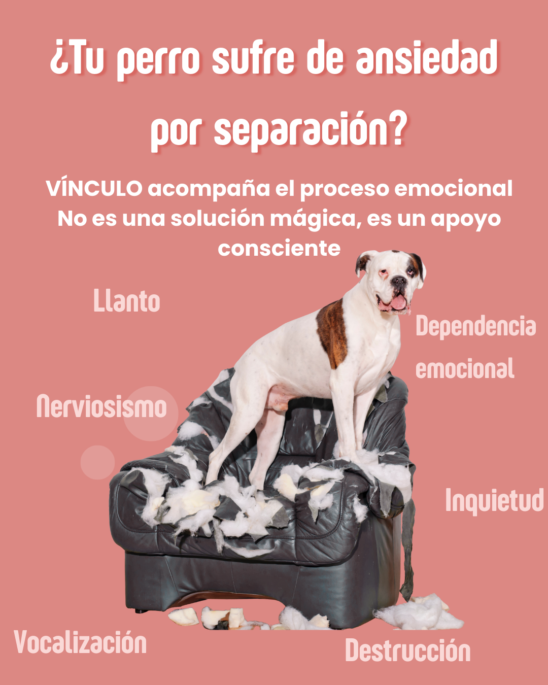 Flores de Bach Vínculo (Ansiedad por separación)