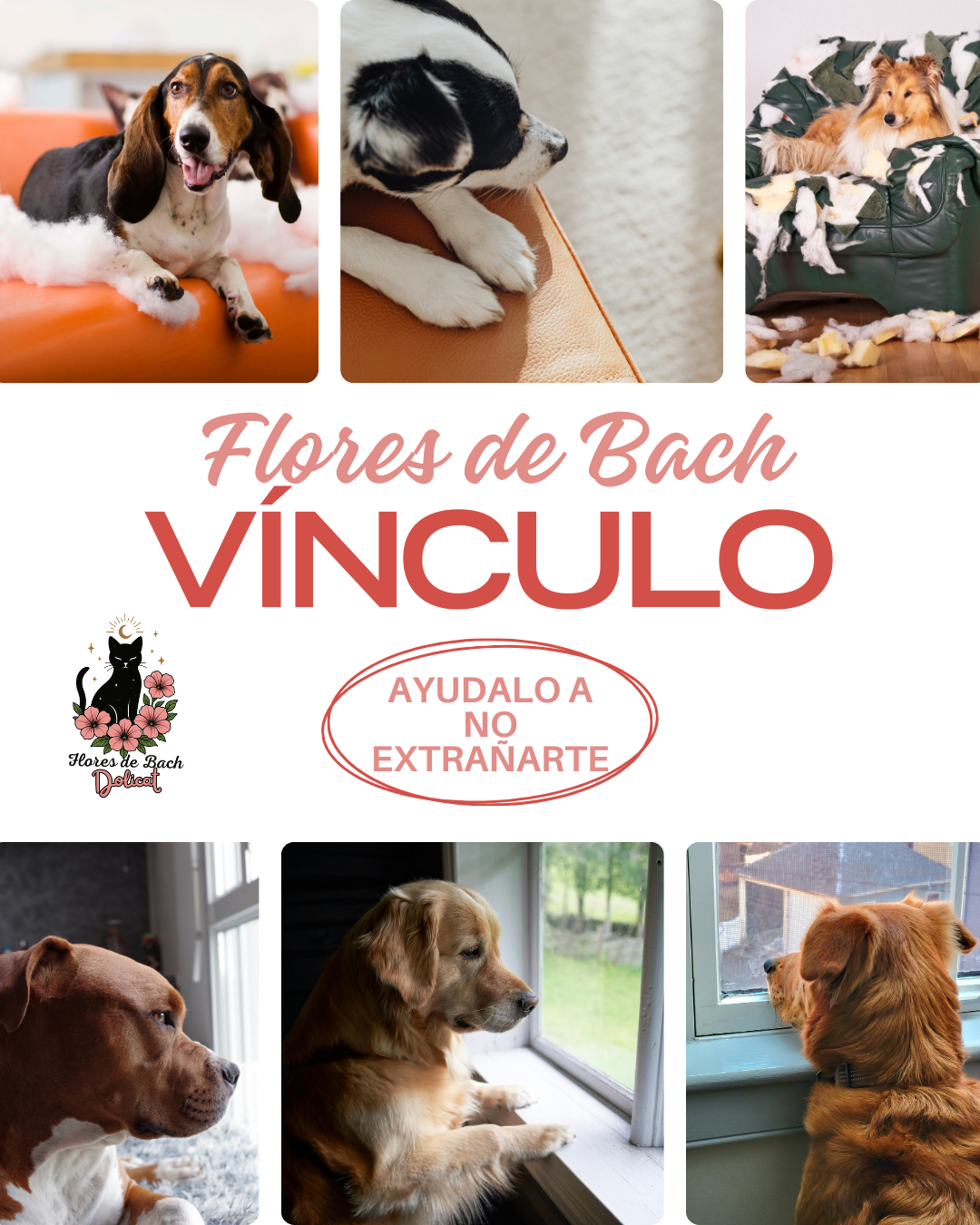 Flores de Bach Vínculo (Ansiedad por separación)