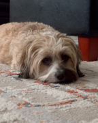 Pack 2 Flores de Bach (Ansiedad por separación)