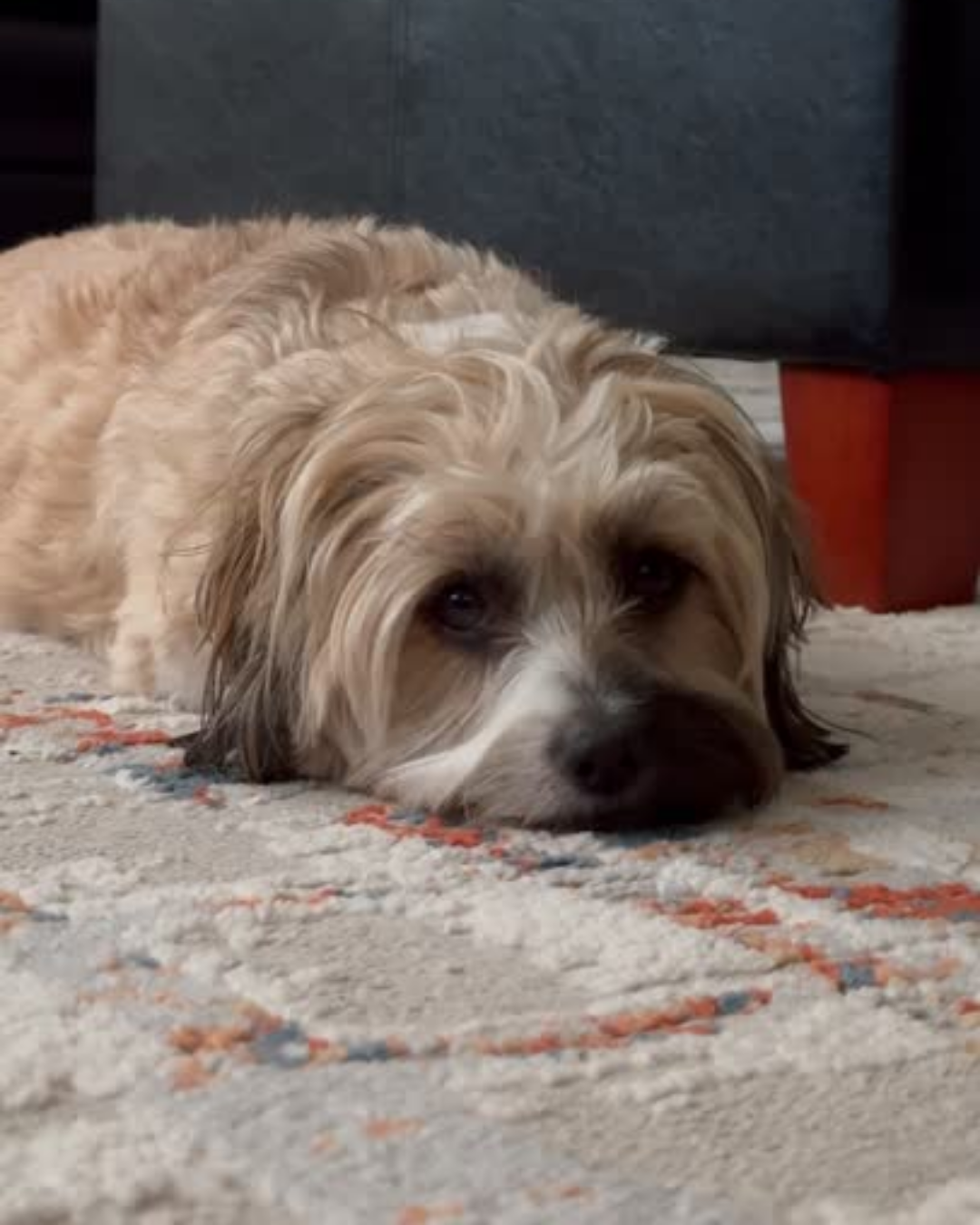 Pack 2 Flores de Bach (Ansiedad por separación)