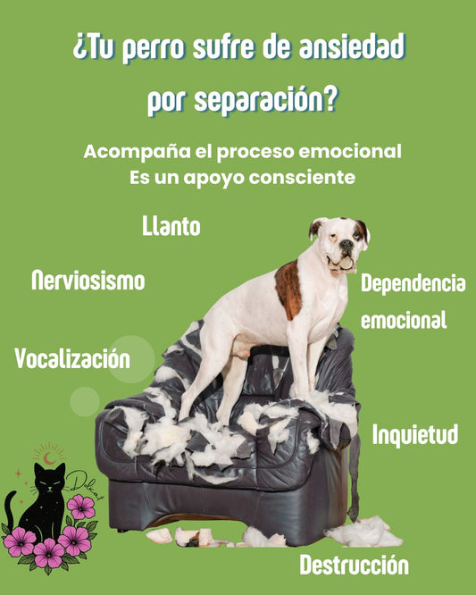 Ansiedad por separación Canina