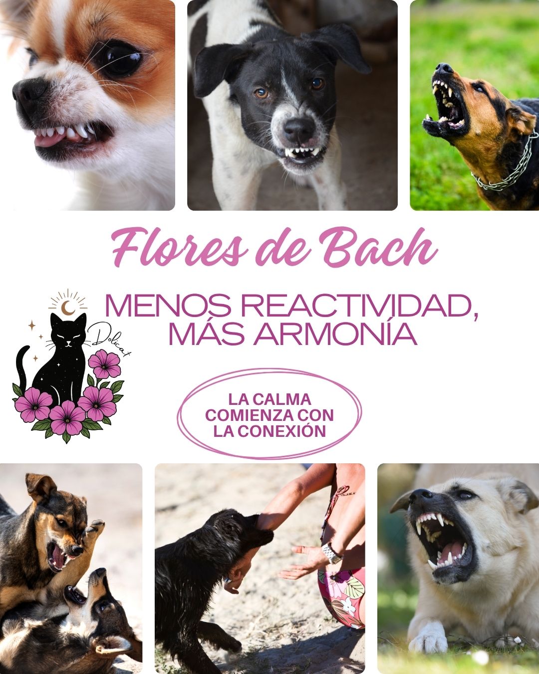 Agresividad Canina