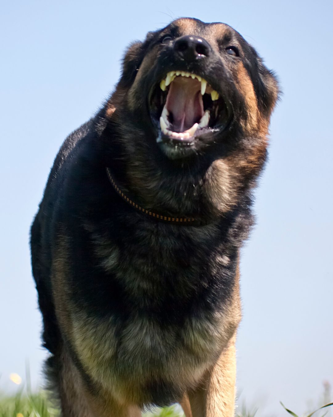 Agresividad Canina